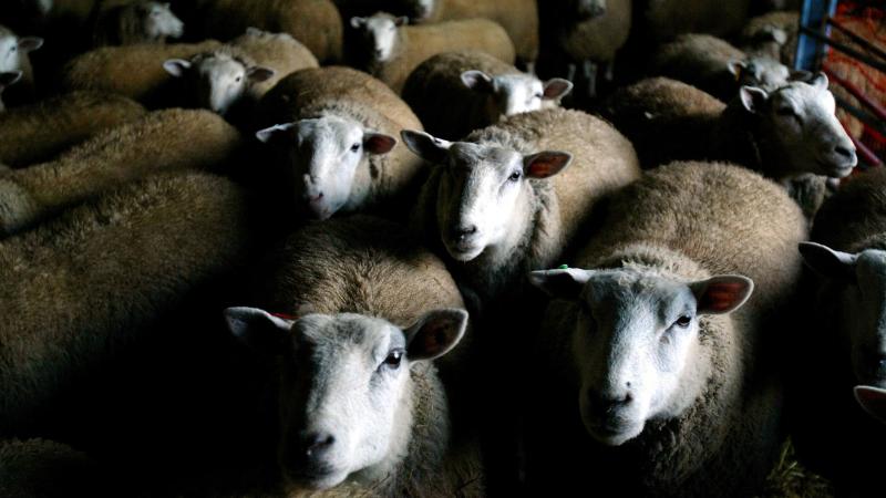 A flock of Texel-Dorset sheep gather near a hay trough in a Hudson River Valley barn in Medusa, N.Y. Millennials and more experimental diners might be open to eating mutton. A flock of Texel-Dorset sheep gather near a hay trough in a Hudson River Valley barn in Medusa, N.Y. Millennials and more experimental diners might be open to eating mutton.