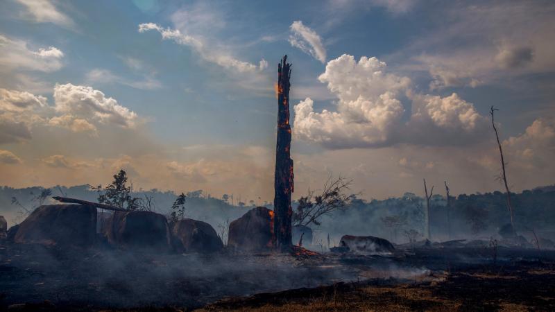A burned trunk stands amid the devastation left after wildfires tore through parts of Brazil's Amazon rainforest earlier this year. During the yearlong period ending in July, deforestation claimed a span of the Amazon 12 times the size of New York City. A burned trunk stands amid the devastation left after wildfires tore through parts of Brazil's Amazon rainforest earlier this year. During the yearlong period ending in July, deforestation claimed a span of the Amazon 12 times the size of New York City.