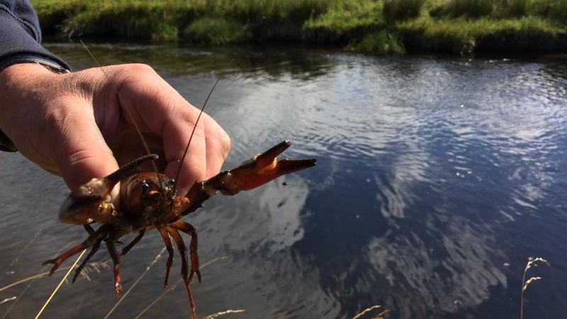 In the northwestern United States, this crayfish would be just a friendly bit of local fauna. But in Scotland, it's an invasive species wreaking havoc on trout streams. In the northwestern United States, this crayfish would be just a friendly bit of local fauna. But in Scotland, it's an invasive species wreaking havoc on trout streams.