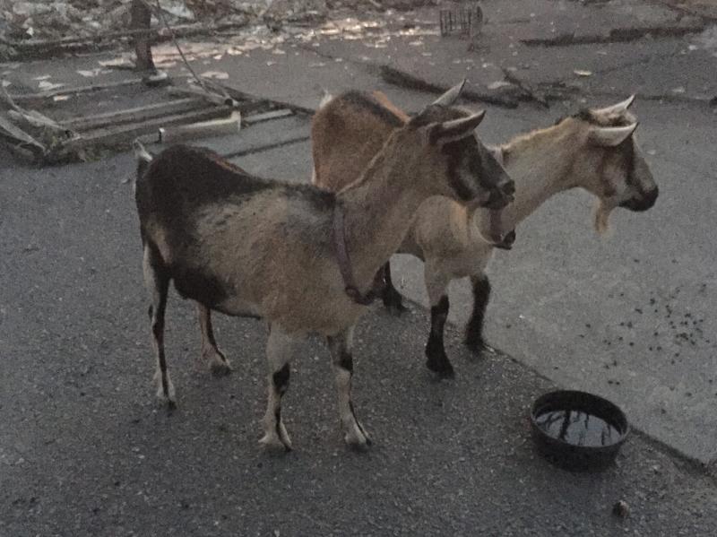 Lucy and Ethel stand next to the charred ruins of Josh Weil and Claire Mollard's home in Santa Rosa, Calif. Someone, likely firefighters, gave the goats a bowl of water. Lucy and Ethel stand next to the charred ruins of Josh Weil and Claire Mollard's home in Santa Rosa, Calif. Someone, likely firefighters, gave the goats a bowl of water.