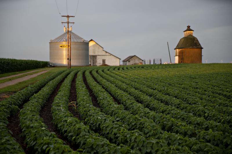 Soybean plants grow in a field near Tiskilwa, Ill. Soybean plants grow in a field near Tiskilwa, Ill.