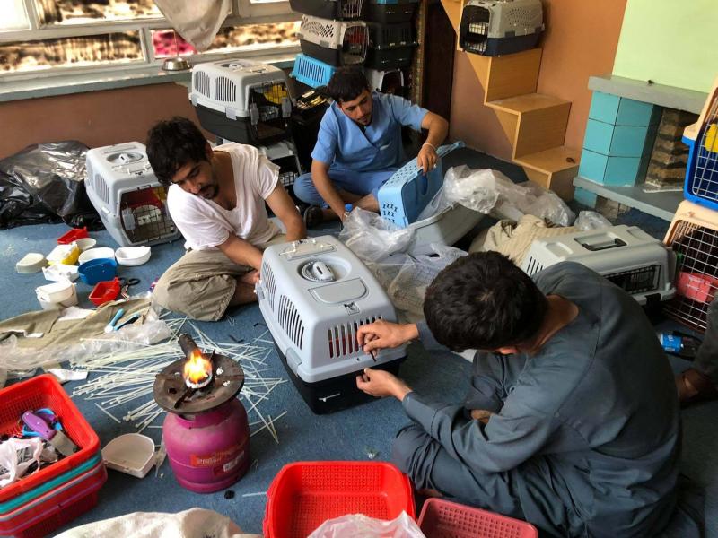 Staff members at the Kabul Small Animal Rescue are working to put together travel crates so the organization's dogs and cats can safely be evacuated out of Afghanistan. Staff members at the Kabul Small Animal Rescue are working to put together travel crates so the organization's dogs and cats can safely be evacuated out of Afghanistan.
