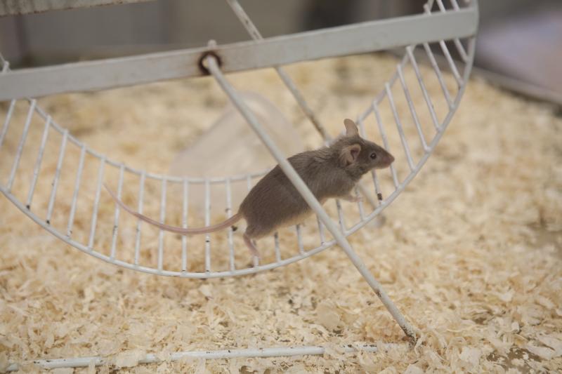 Mice that exercise produce more of an enzyme that can improve memory and other brain functions. Mice that exercise produce more of an enzyme that can improve memory and other brain functions.