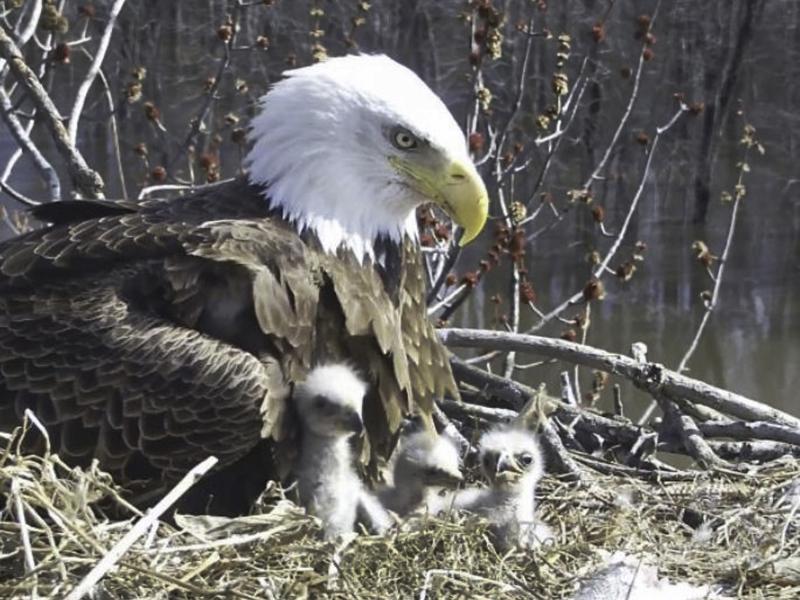 Starr, a female bald eagle, looks over her eaglets in a nest along the Mississippi River in April. She is raising the three eaglets along with her two male partners, Valor I and Valor II. Starr, a female bald eagle, looks over her eaglets in a nest along the Mississippi River in April. She is raising the three eaglets along with her two male partners, Valor I and Valor II.