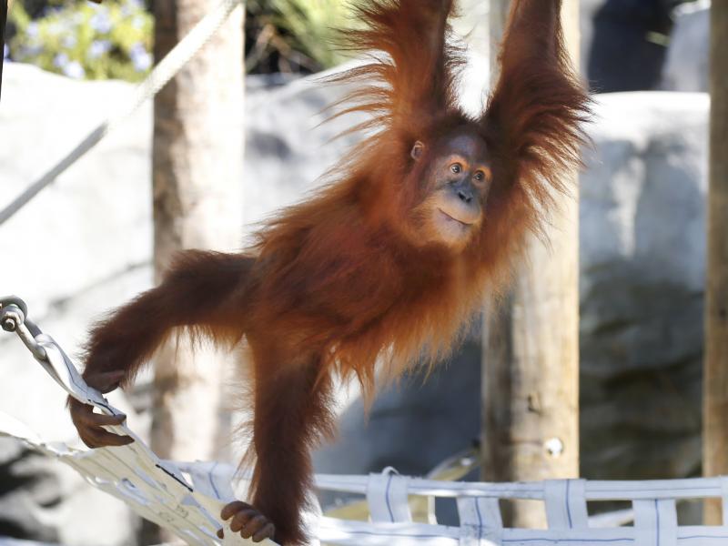 Menari, the critically endangered Sumatran orangutan, is seen climbing in her enclosure at the Audubon Zoo in New Orleans. The zoo announced Thursday that Menari is pregnant with twins. Menari, the critically endangered Sumatran orangutan, is seen climbing in her enclosure at the Audubon Zoo in New Orleans. The zoo announced Thursday that Menari is pregnant with twins.