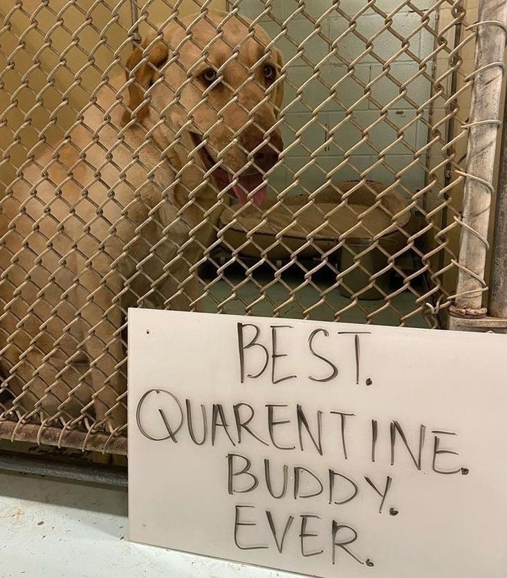 Across the country, the coronavirus has forced many animal shelters into crisis mode. Above, a dogs at the Humane Society of Harlingen, Texas which has since found a home. Across the country, the coronavirus has forced many animal shelters into crisis mode. Above, a dogs at the Humane Society of Harlingen, Texas which has since found a home.