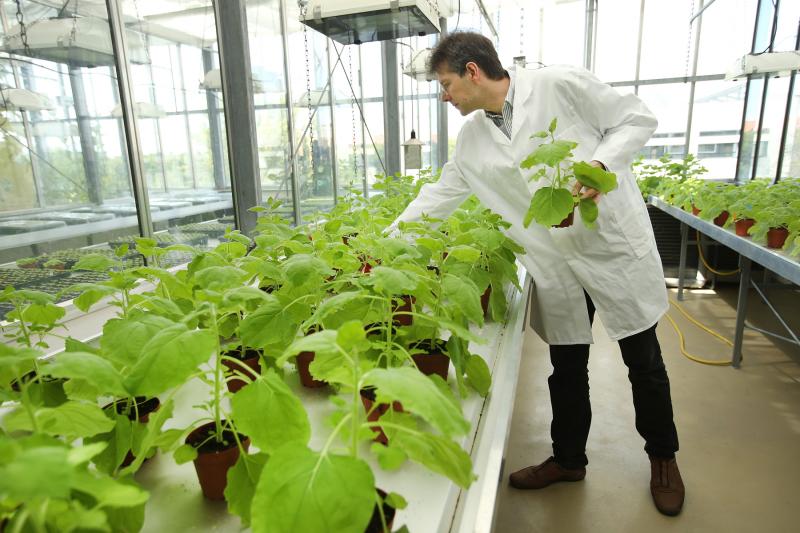 Icon Genetics' Dr. Frank Thieme selects samples of Nicotiana benthamiana, a relative of tobacco, growing in a company greenhouse in Halle, Germany. The company uses the plants to produce antibodies that could be helpful for increasing supplies of ZMapp. Icon Genetics' Dr. Frank Thieme selects samples of Nicotiana benthamiana, a relative of tobacco, growing in a company greenhouse in Halle, Germany. The company uses the plants to produce antibodies that could be helpful for increasing supplies of ZMapp.