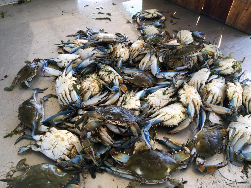 Blue crabs brought back to Tony Goutierrez's dock in Hopedale, La. For the past few years, his traps have been coming up empty. "It's sad to see it go, but it's going — this way of life is going to disappear," he says. Blue crabs brought back to Tony Goutierrez's dock in Hopedale, La. For the past few years, his traps have been coming up empty. "It's sad to see it go, but it's going — this way of life is going to disappear," he says.