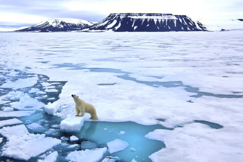 A lone polar bear poses on a block of arctic sea ice in Russia's Franz Josef Land. A lone polar bear poses on a block of arctic sea ice in Russia's Franz Josef Land.