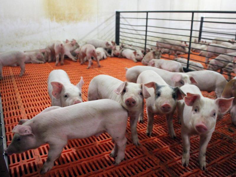 These pigs, newly weaned from their mothers, are at their most vulnerable stage of life. They're getting antibiotics in their water to ward off bacterial infection. These pigs, newly weaned from their mothers, are at their most vulnerable stage of life. They're getting antibiotics in their water to ward off bacterial infection.