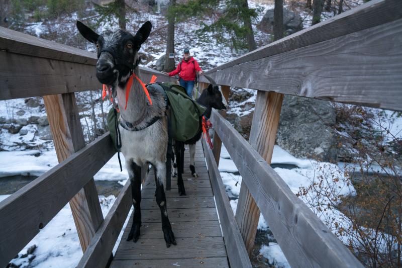 Pack goat breeder Ann Summerton on a trail in Montana's Bitterroot Mountains with her goats, Bannack and Joker. Goats are affordable, easy to care for, and a full-grown male can carry about 70 pounds. Pack goat breeder Ann Summerton on a trail in Montana's Bitterroot Mountains with her goats, Bannack and Joker. Goats are affordable, easy to care for, and a full-grown male can carry about 70 pounds.