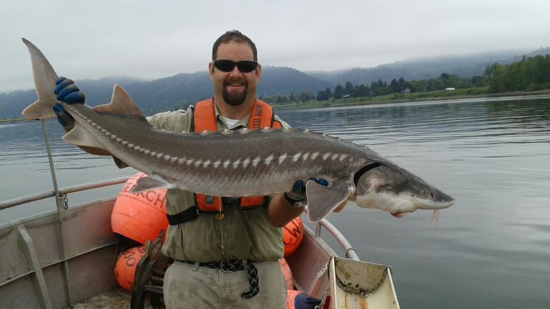 Tucker Jones, a biologist with the Oregon Department of Fish and Wildlife, counts sturgeon in the Columbia River. He says only 1 percent of sturgeon survive the 15 to 25 years it takes for them to start reproducing. Tucker Jones, a biologist with the Oregon Department of Fish and Wildlife, counts sturgeon in the Columbia River. He says only 1 percent of sturgeon survive the 15 to 25 years it takes for them to start reproducing.