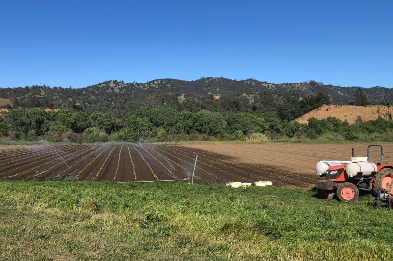 Full Belly Farm, a 450-acre, organic farm, in California's Capay Valley northwest of Sacramento, is busier than ever trying to ramp up production to meet soaring demand. Full Belly Farm, a 450-acre, organic farm, in California's Capay Valley northwest of Sacramento, is busier than ever trying to ramp up production to meet soaring demand.