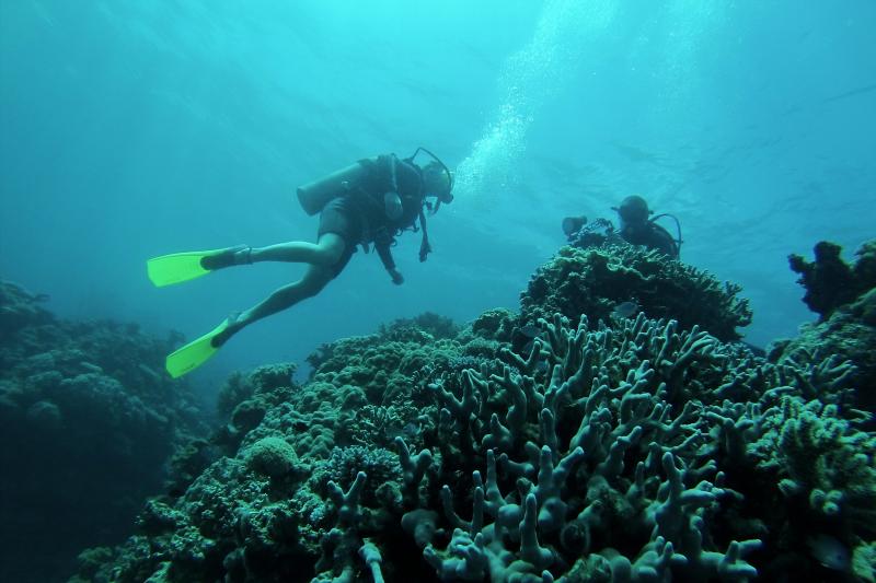 These scuba divers are among the 2 million tourists who visit the Great Barrier Reef each year. They contribute about $5.6 billion to Australia's economy, according to the Queensland government. These scuba divers are among the 2 million tourists who visit the Great Barrier Reef each year. They contribute about $5.6 billion to Australia's economy, according to the Queensland government.