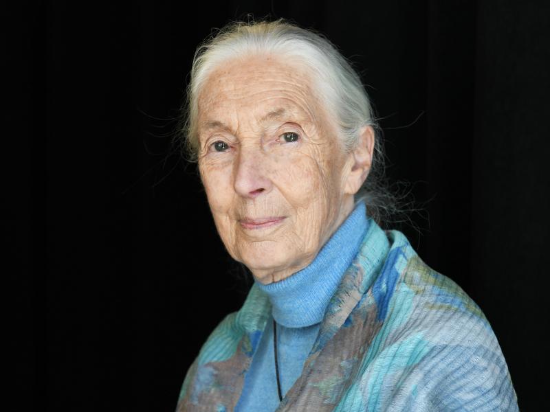 Dr. Jane Goodall in 2019. She has co-authored a new book, The Book Of Hope. Dr. Jane Goodall in 2019. She has co-authored a new book, The Book Of Hope.