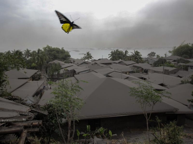 A yellow butterfly flies above a house covered by ash from the Taal Volcano in the town of Agoncillo in Batangas City on Monday. A yellow butterfly flies above a house covered by ash from the Taal Volcano in the town of Agoncillo in Batangas City on Monday.
