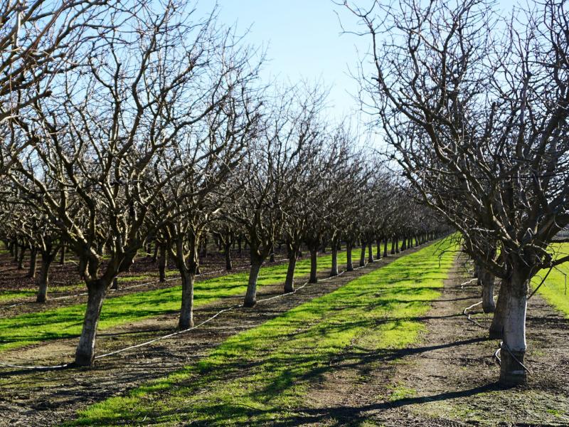 The cold temperatures that pistachio trees need to bloom on time are becoming more scarce as winters get warmer. The cold temperatures that pistachio trees need to bloom on time are becoming more scarce as winters get warmer.