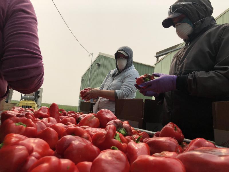 Workers in dust masks wash fresh red bell peppers in smoky conditions outside of Eltopia, Wash. Even with the masks, the smoke is still causing tight chests, itchy eyes and dry throats. Workers in dust masks wash fresh red bell peppers in smoky conditions outside of Eltopia, Wash. Even with the masks, the smoke is still causing tight chests, itchy eyes and dry throats.