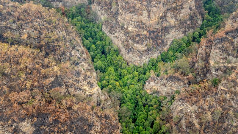 Fire swept through Australia's Wollemi National Park, but firefighters were able to save rare groves of prehistoric Wollemi pines. Fire swept through Australia's Wollemi National Park, but firefighters were able to save rare groves of prehistoric Wollemi pines.