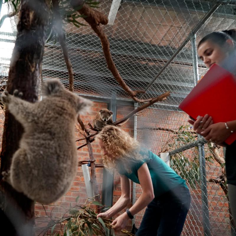 Karen Ford (left) and Lane Murraya stock rescued koalas with fresh eucalyptus branches. Ford has been collecting the branches on her property, which suffered fire damage. Karen Ford (left) and Lane Murraya stock rescued koalas with fresh eucalyptus branches. Ford has been collecting the branches on her property, which suffered fire damage.