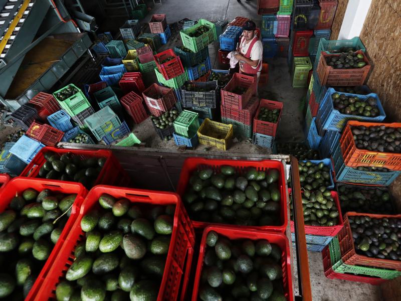 Inspections on avocados from Mexico's Michoacán state were paused for almost a week after an agricultural inspector received a verbal threat. But on Friday, the U.S. Embassy said inspections would continue, allowing avocado shipments to resume. Inspections on avocados from Mexico's Michoacán state were paused for almost a week after an agricultural inspector received a verbal threat. But on Friday, the U.S. Embassy said inspections would continue, allowing avocado shipments to resume.