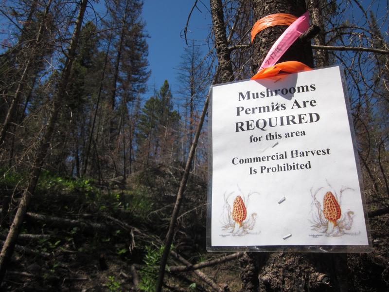 This year the U.S. Forest Service is only issuing personal-use permits in Montana's national forests. This year the U.S. Forest Service is only issuing personal-use permits in Montana's national forests.
