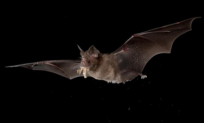 A Chinese horseshoe bat chases a moth. A Chinese horseshoe bat chases a moth.