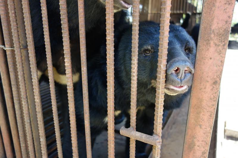The Asiatic black bear is now an endangered species, after being captured in the wild and farmed for its bile. The Asiatic black bear is now an endangered species, after being captured in the wild and farmed for its bile.