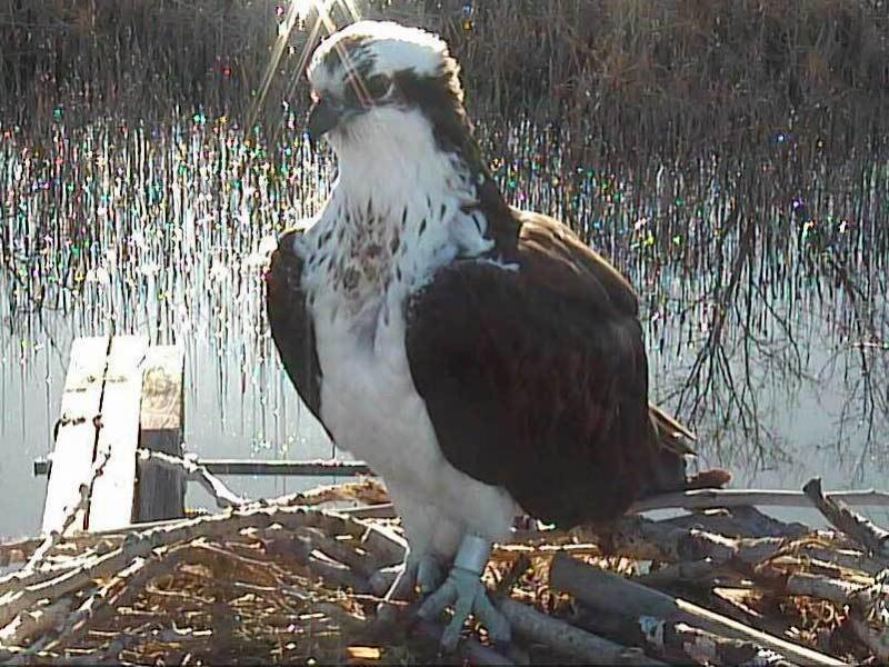 One of the two female ospreys that scuffled over the male on the Boulder County, Colo., nest web cam. One of the two female ospreys that scuffled over the male on the Boulder County, Colo., nest web cam.