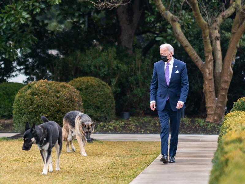 President Biden walks with his dogs Major and Champ in the Rose Garden of the White House. President Biden walks with his dogs Major and Champ in the Rose Garden of the White House.