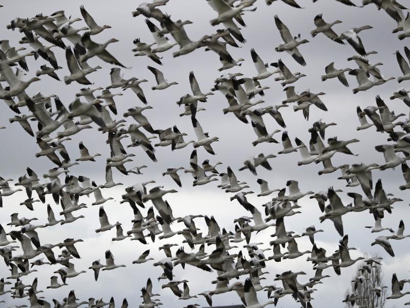 Thousands of snow geese take flight near Conway, Wash. in 2019. The Biden administration is reversing a policy under President Trump that drastically weakened protections for most U.S. bird species. Thousands of snow geese take flight near Conway, Wash. in 2019. The Biden administration is reversing a policy under President Trump that drastically weakened protections for most U.S. bird species.