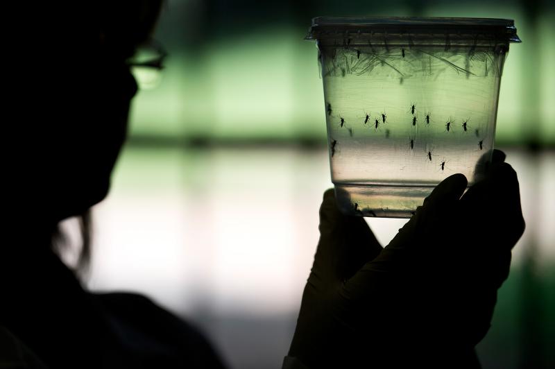 The Aedes aegypti mosquito is one of two types thought to be capable of carrying and transmitting the Zika virus. The Aedes aegypti mosquito is one of two types thought to be capable of carrying and transmitting the Zika virus.