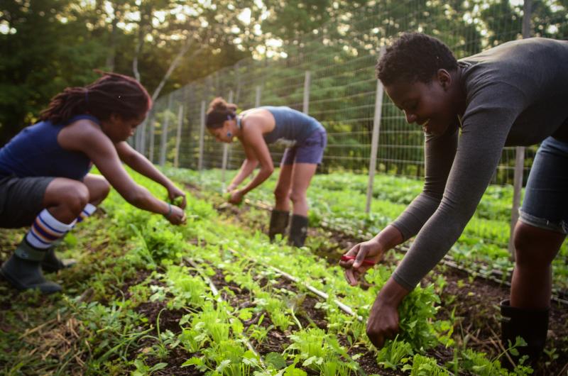 Farmers pick crops at Soul Fire Farm in New York state. It's run by Leah Penniman, a farmer and activist working to diversify the farming community and reconnect people to their food. Farmers pick crops at Soul Fire Farm in New York state. It's run by Leah Penniman, a farmer and activist working to diversify the farming community and reconnect people to their food.