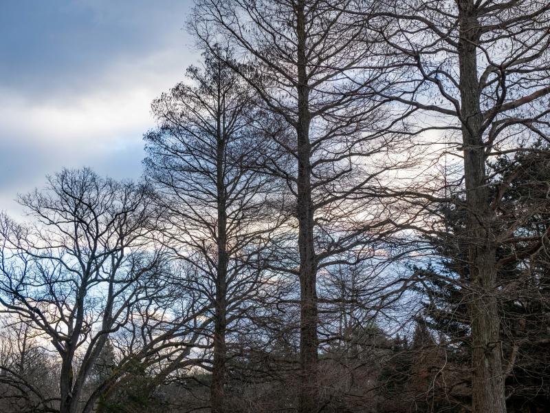 The landscape at Longwood Gardens, Kennett Square, Pa., is still beautiful in the winter. The landscape at Longwood Gardens, Kennett Square, Pa., is still beautiful in the winter.
