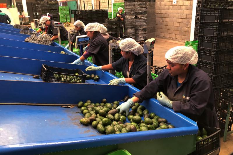Line workers sort freshly cut avocados at Frutas Finas packing plant in Tancitaro. Forty-five percent of the world's avocados come from Mexico. Eighty percent of avocados consumed in the U.S. come from Mexico, the majority from the small mountain town of Line workers sort freshly cut avocados at Frutas Finas packing plant in Tancitaro. Forty-five percent of the world's avocados come from Mexico. Eighty percent of avocados consumed in the U.S. come from Mexico, the majority from the small mountain town of