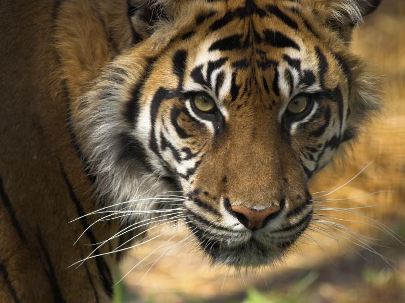 Tiger face. Tiger face.