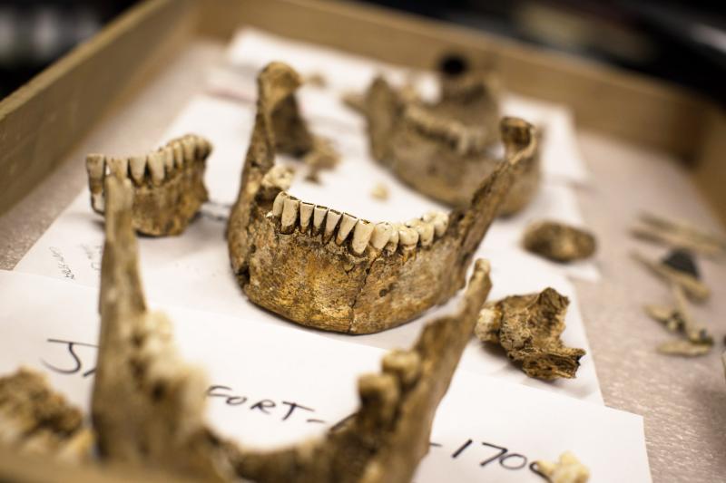 The teeth and mandibles of four male skeletons unearthed in Jamestown, Virginia, now reside in Washington, D.C., at the Smithsonian's museum of natural history. Researchers believe they've now puzzled out the identities of the men: high-status leaders fro The teeth and mandibles of four male skeletons unearthed in Jamestown, Virginia, now reside in Washington, D.C., at the Smithsonian's museum of natural history. Researchers believe they've now puzzled out the identities of the men: high-status leaders fro