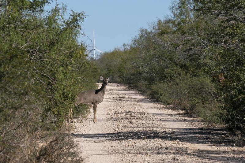 A white-tailed deer emerges from the brush. The Lower Rio Grande Valley National Wildlife Refuge has some of the richest biological diversity in North America--with 1,200 plants, 300 butterflies, and 700 vertebrates, of which 520 are birds. A white-tailed deer emerges from the brush. The Lower Rio Grande Valley National Wildlife Refuge has some of the richest biological diversity in North America--with 1,200 plants, 300 butterflies, and 700 vertebrates, of which 520 are birds.