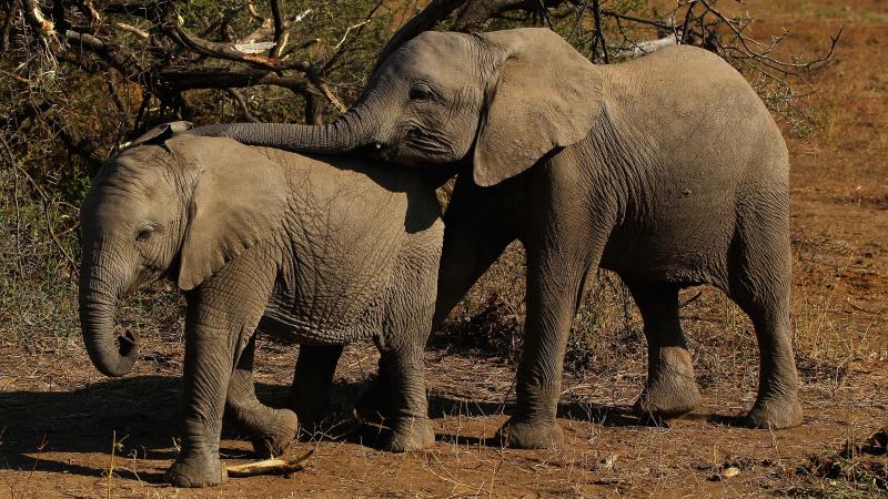 Elephants eat foliage at Botswana's Mashatu game reserve in 2010. Elephants eat foliage at Botswana's Mashatu game reserve in 2010.