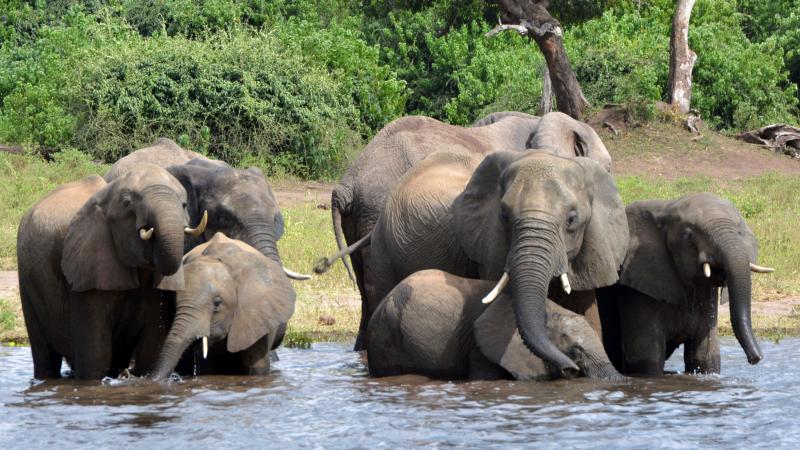 Elephants drink water in Botswana's Chobe National Park. The government is considering lifting a hunting ban to cull the population. Elephants drink water in Botswana's Chobe National Park. The government is considering lifting a hunting ban to cull the population.
