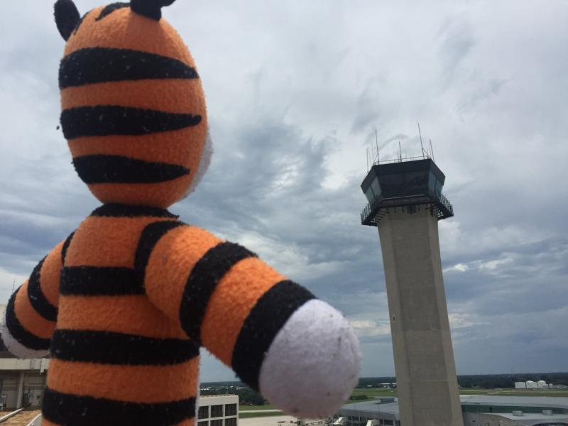 Hobbes the tiger surveys the scene at Tampa International Airport, where he was briefly stranded. Hobbes the tiger surveys the scene at Tampa International Airport, where he was briefly stranded.