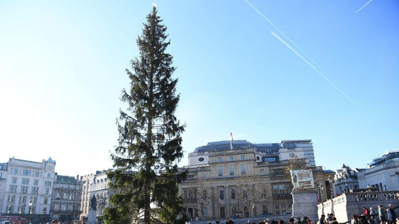 A Norwegian spruce stands at the center of London's Trafalgar Square on Wednesday. Many are calling this year's tree — a gift from Oslo — meager and sparse. A Norwegian spruce stands at the center of London's Trafalgar Square on Wednesday. Many are calling this year's tree — a gift from Oslo — meager and sparse.