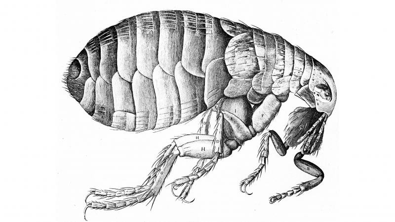 The bacterium that causes the plague travels around on fleas. This flea illustration is from Robert Hooke's Micrographia, published in London in 1665. The bacterium that causes the plague travels around on fleas. This flea illustration is from Robert Hooke's Micrographia, published in London in 1665.