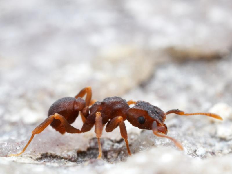 Scientists have isolated a molecule with disease-fighting potential in a microbe living on a type of fungus-farming ant (genus Cyphomyrmex). The microbe kills off other hostile microbes attacking the ants' fungus, a food source. Scientists have isolated a molecule with disease-fighting potential in a microbe living on a type of fungus-farming ant (genus Cyphomyrmex). The microbe kills off other hostile microbes attacking the ants' fungus, a food source.