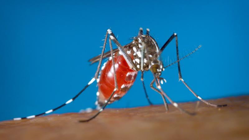The people-plaguing Asian tiger mosquito, or Aedes albopictus, typically lays its eggs in stagnant water. The people-plaguing Asian tiger mosquito, or Aedes albopictus, typically lays its eggs in stagnant water.