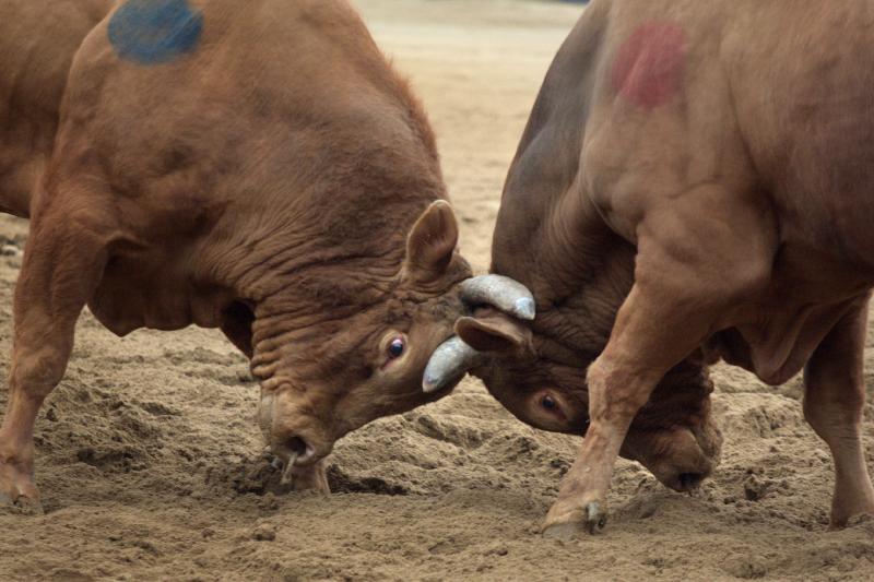 The General (right) and his opponent, Dragon, lock horns during this year's Cheongdo Bullfighting Festival in South Korea. There are no matadors and no swords in the South Korean version. The bulls fight until one turns and runs. The General (right) and his opponent, Dragon, lock horns during this year's Cheongdo Bullfighting Festival in South Korea. There are no matadors and no swords in the South Korean version. The bulls fight until one turns and runs.