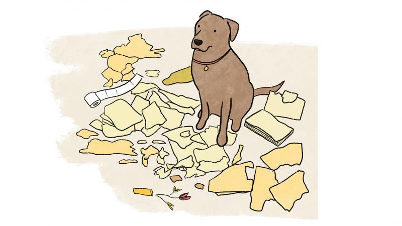 Dog and cat adoptions grew in 2020. Pets have been constant companions — easing our grief and fears. Now it's our turn to ease dogs' separation anxiety, as we head out into the world. Dog and cat adoptions grew in 2020. Pets have been constant companions — easing our grief and fears. Now it's our turn to ease dogs' separation anxiety, as we head out into the world.