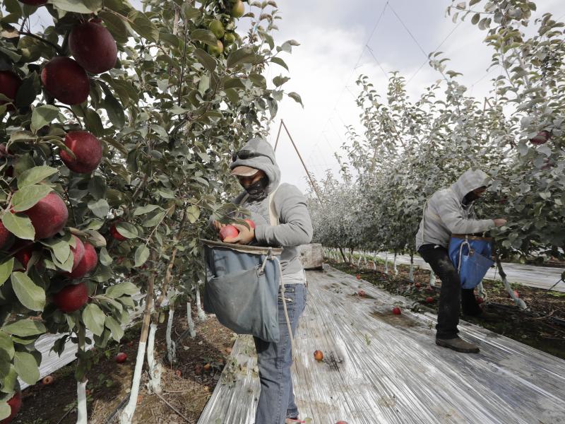 Workers pick apples in a Wapato, Wash., orchard last October. U.S. farms employ hundreds of thousands of seasonal workers, mostly from Mexico, who enter the country on H-2A visas. The potential impact of the coronavirus on seasonal workers has the food in Workers pick apples in a Wapato, Wash., orchard last October. U.S. farms employ hundreds of thousands of seasonal workers, mostly from Mexico, who enter the country on H-2A visas. The potential impact of the coronavirus on seasonal workers has the food in