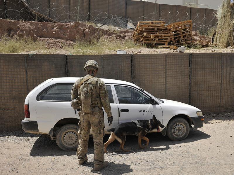 US Forces in Afghanistan work with a German Shepherd to inspect a vehicle for explosives. IEDs and other bombs led to brain injuries in service people but appear so far to not increase their risk of CTE. US Forces in Afghanistan work with a German Shepherd to inspect a vehicle for explosives. IEDs and other bombs led to brain injuries in service people but appear so far to not increase their risk of CTE.