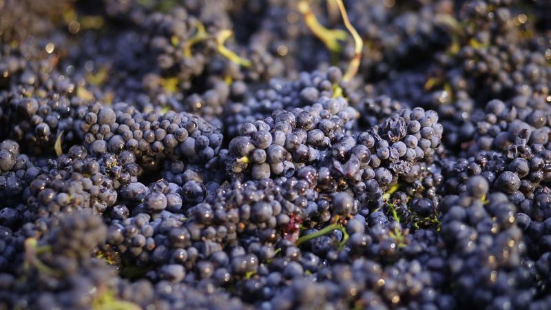 California is banning a pesticide often used by growers of grapes, citrus, almonds and other crops. Sales of chlorpyrifos will be outlawed in the state as of Feb. 6. California is banning a pesticide often used by growers of grapes, citrus, almonds and other crops. Sales of chlorpyrifos will be outlawed in the state as of Feb. 6.
